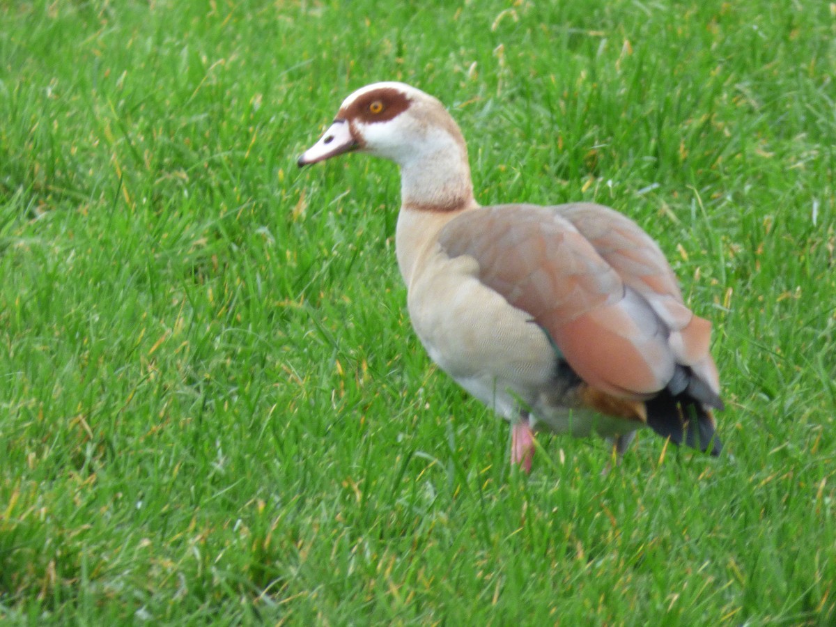 Egyptian Goose - ML290371531