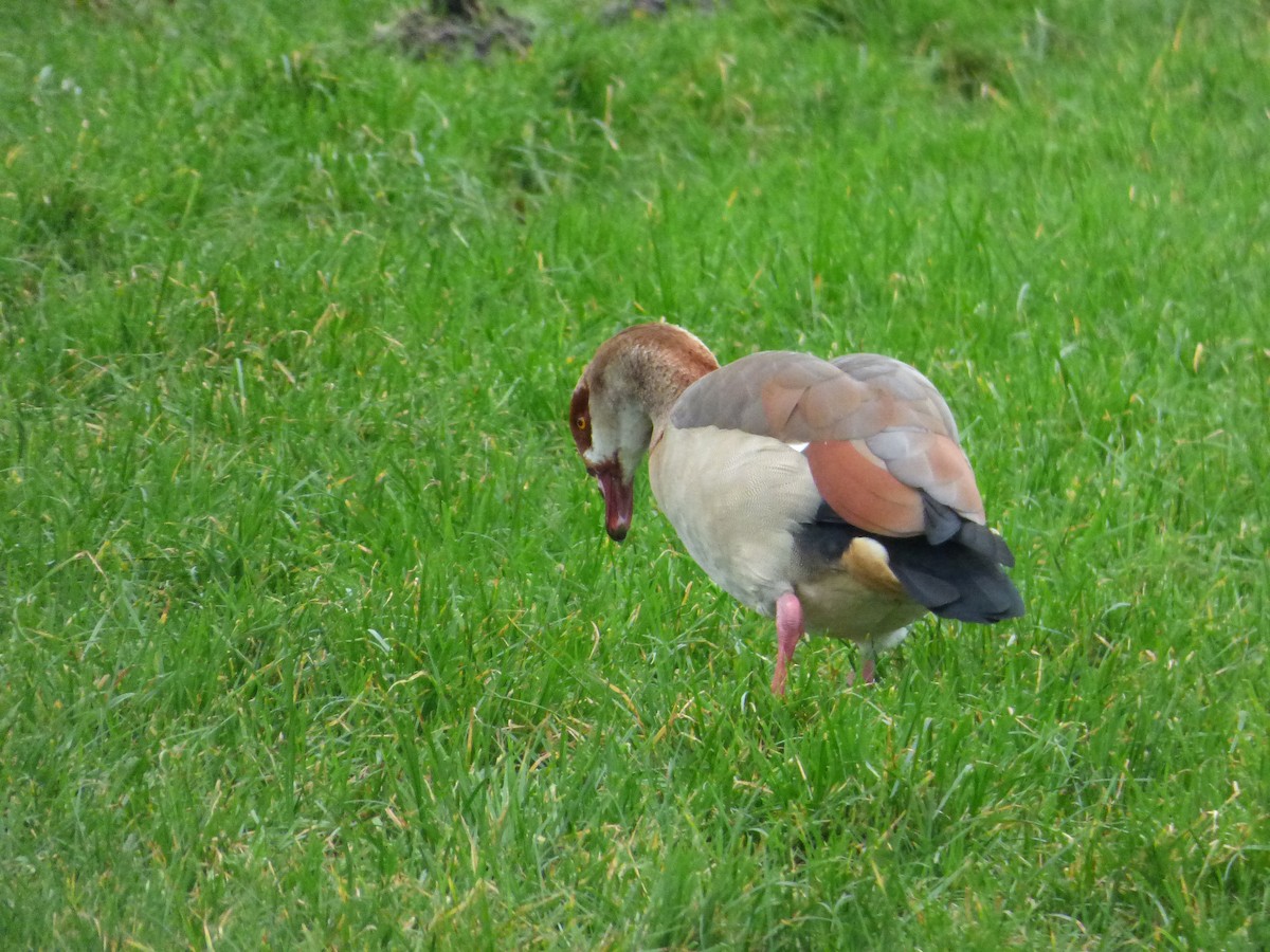 Egyptian Goose - ML290371541
