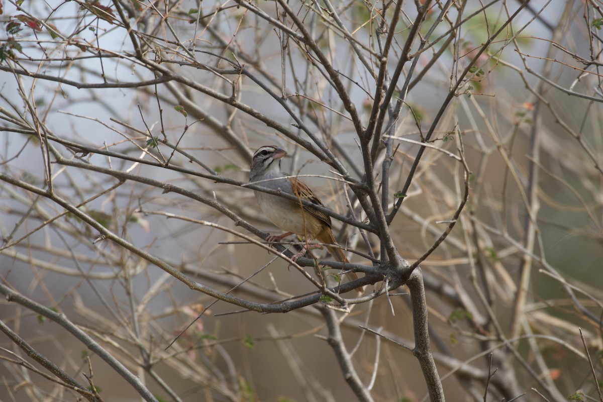 Cinnamon-tailed Sparrow - Johan Bergkvist