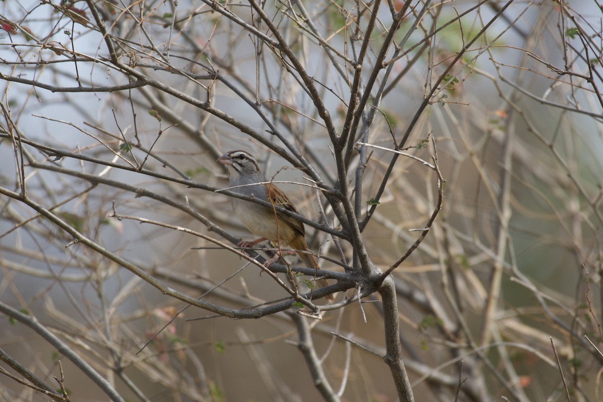 Cinnamon-tailed Sparrow - Johan Bergkvist