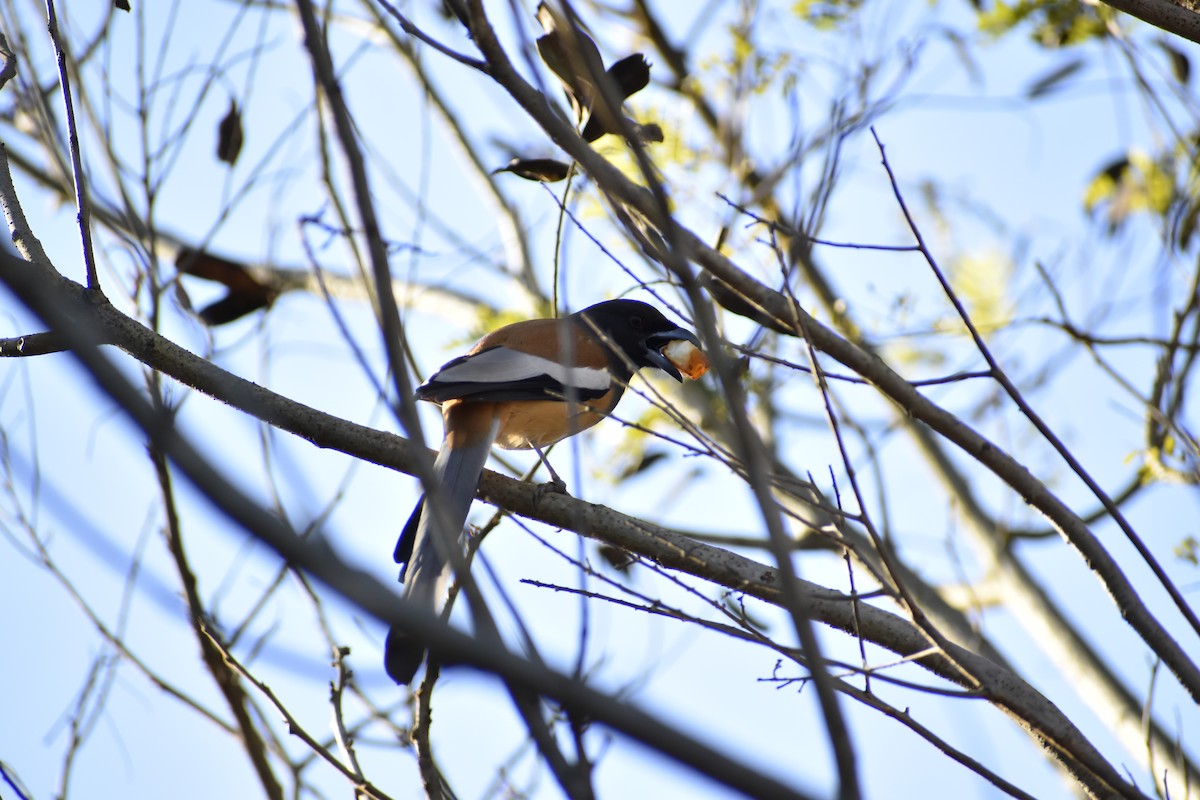 Rufous Treepie - ML290373361