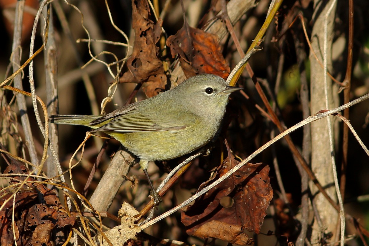 Orange-crowned Warbler - ML290374451