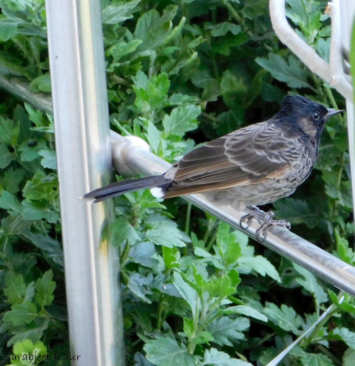 Red-vented Bulbul - Sarabjeet Kaur