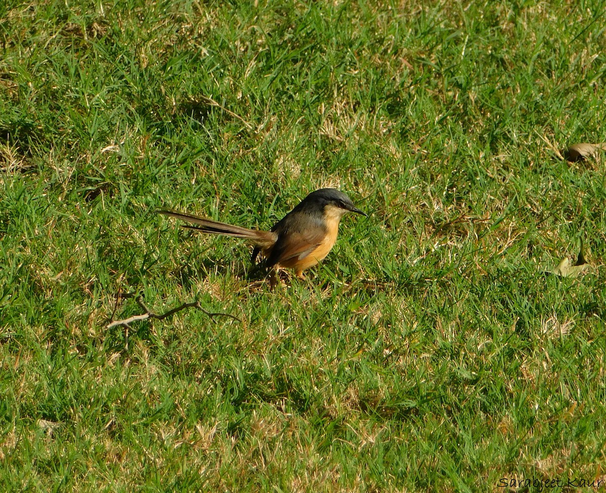 Ashy Prinia - ML290375151