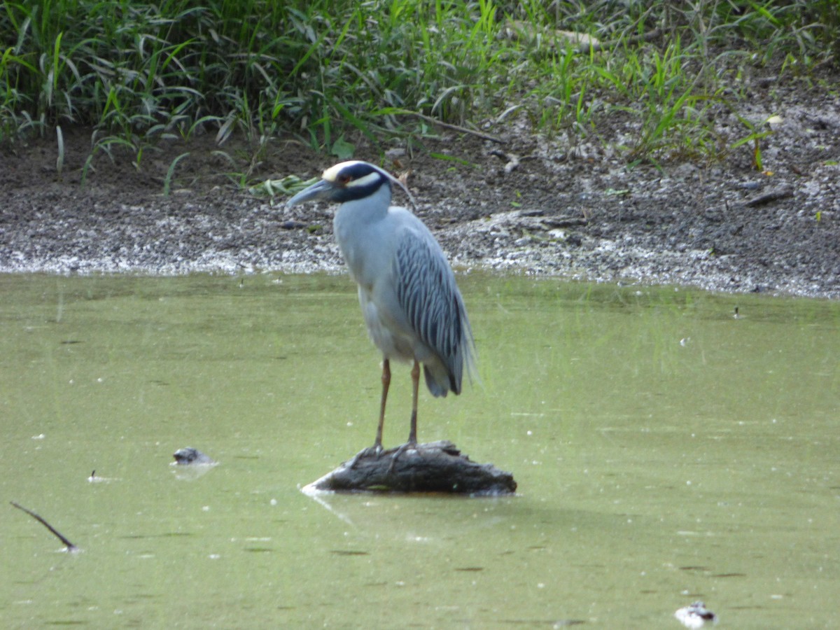 Yellow-crowned Night Heron - ML29037731