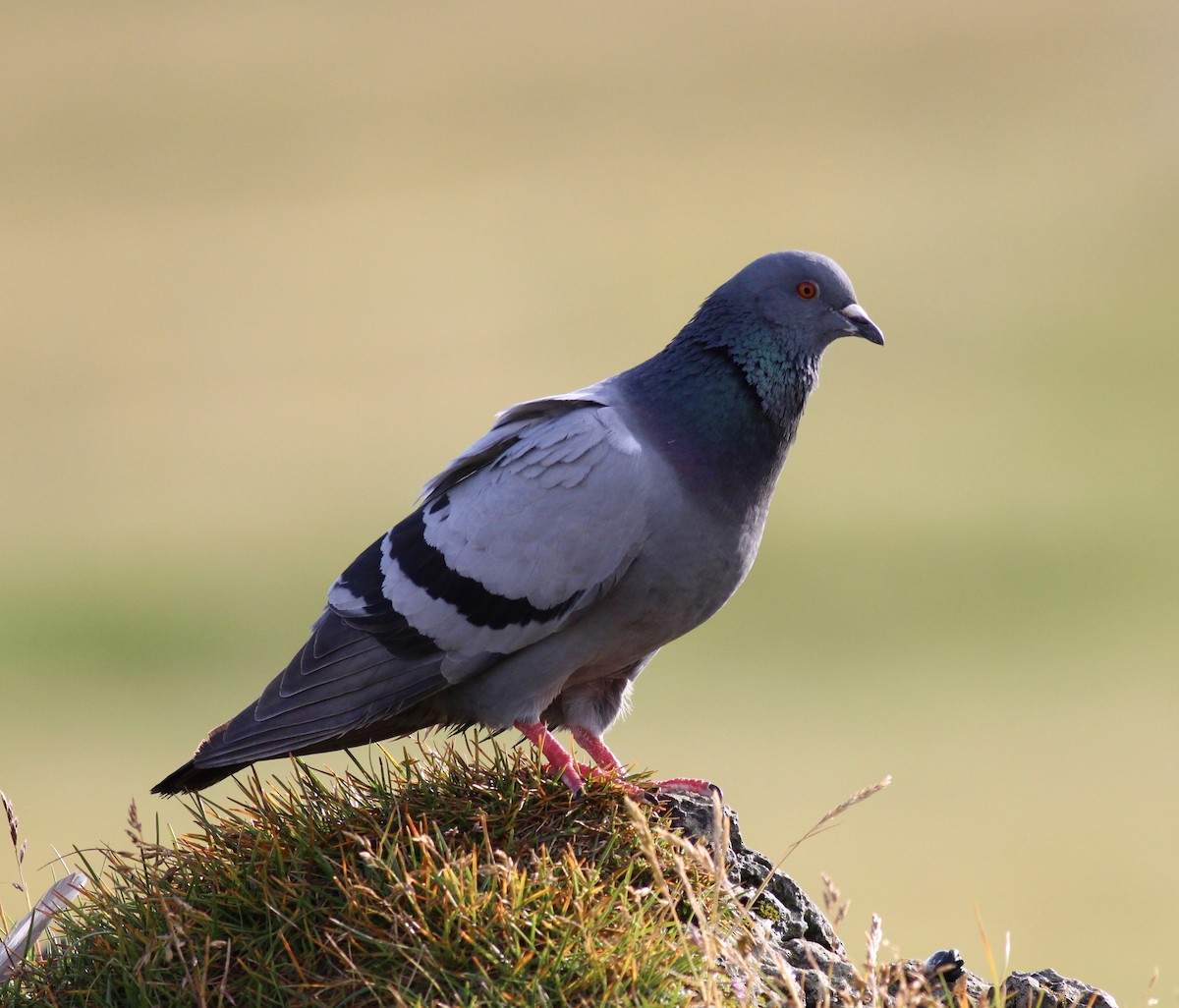 Rock Pigeon - Jamie Adams