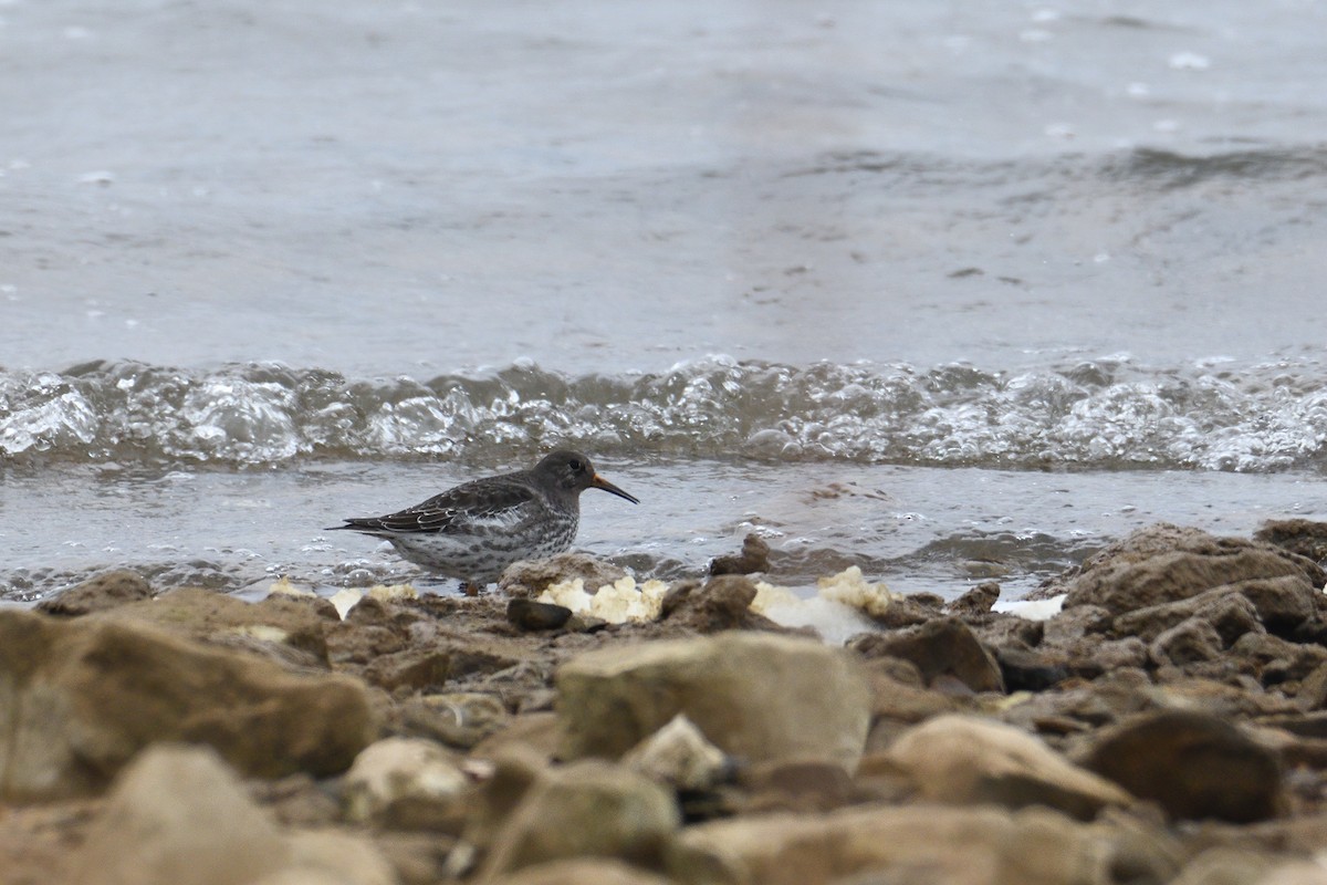 Purple Sandpiper - ML290380471