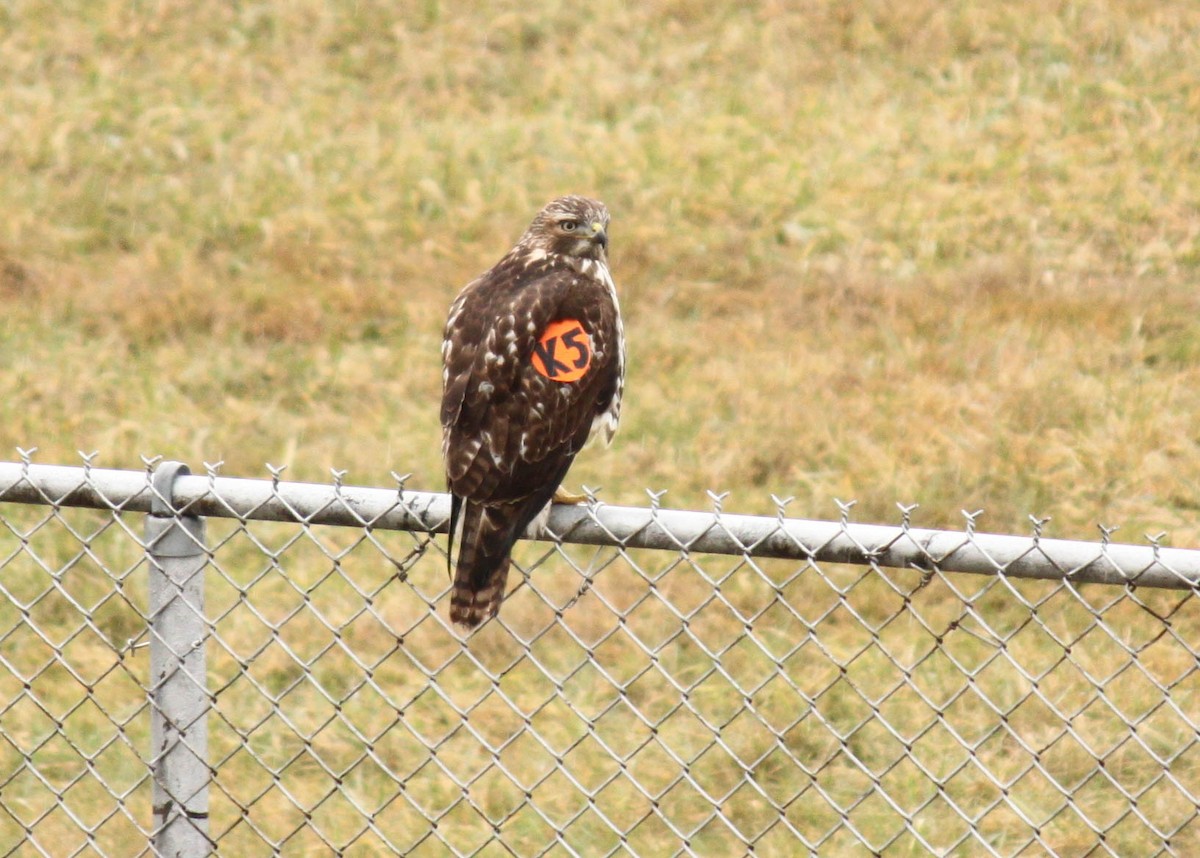 Red-tailed Hawk - ML290380891