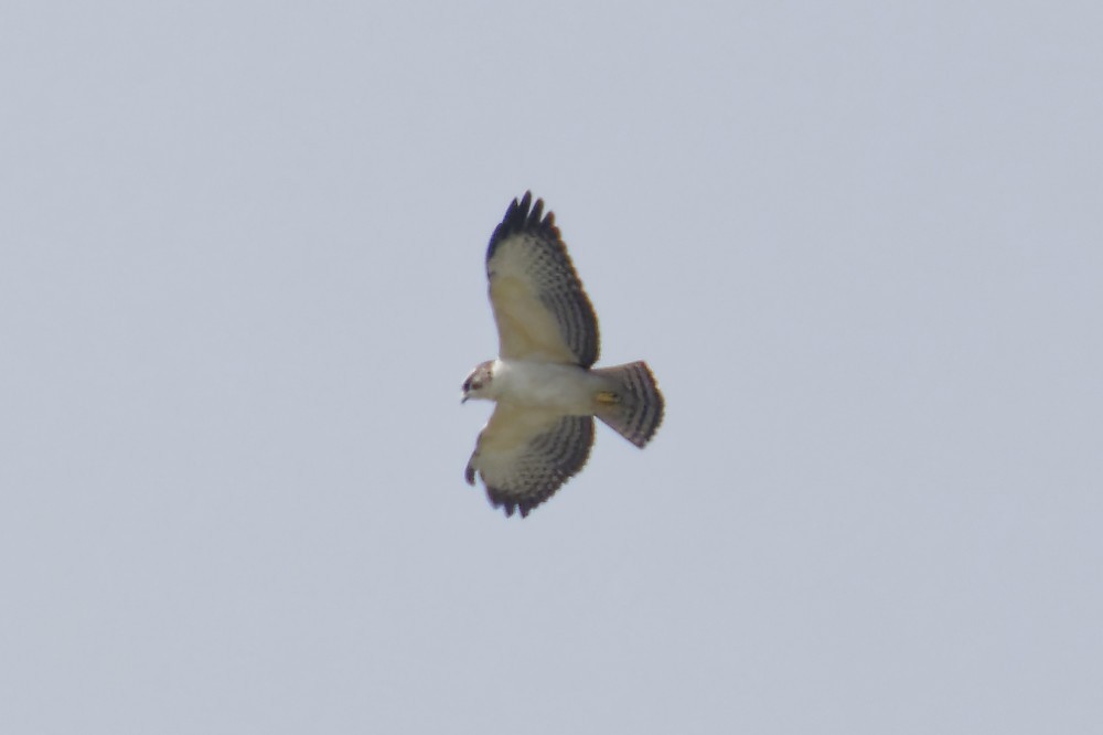 Short-tailed Hawk - John  Bernal