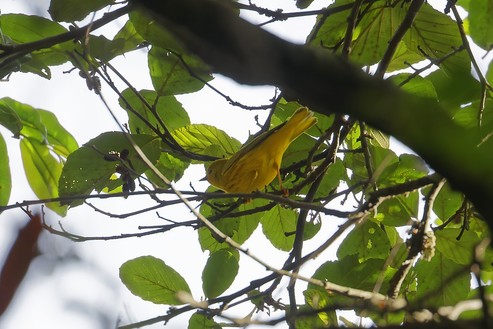 Yellow Warbler - John  Bernal