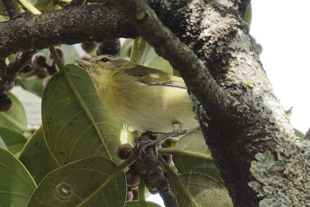 Tennessee Warbler - ML290381891