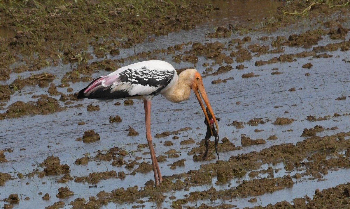 Painted Stork - mathew thekkethala