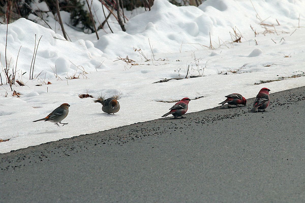 Pine Grosbeak - ML290383891