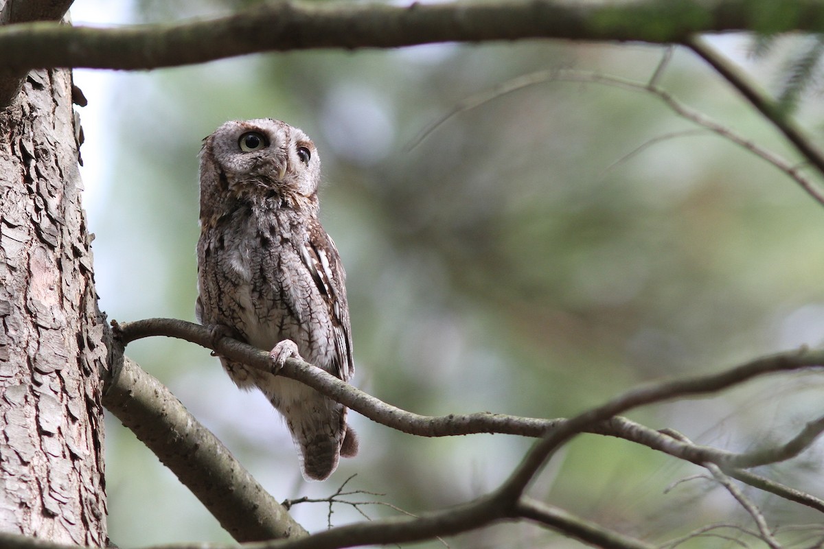 Eastern Screech-Owl - ML29038611