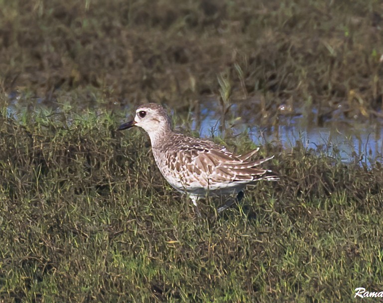 Black-bellied Plover - ML290386711