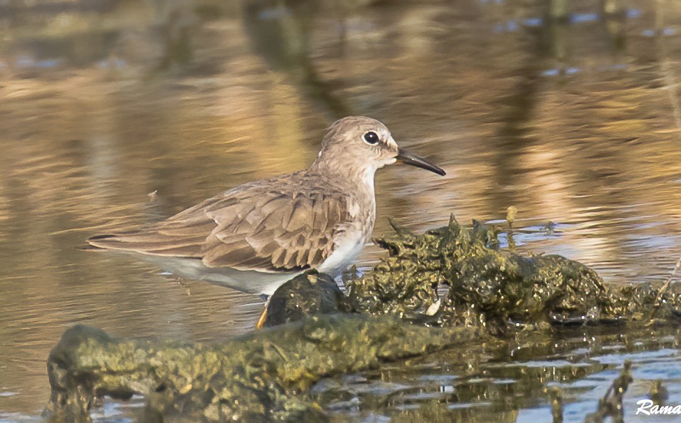 Temminck's Stint - ML290386791