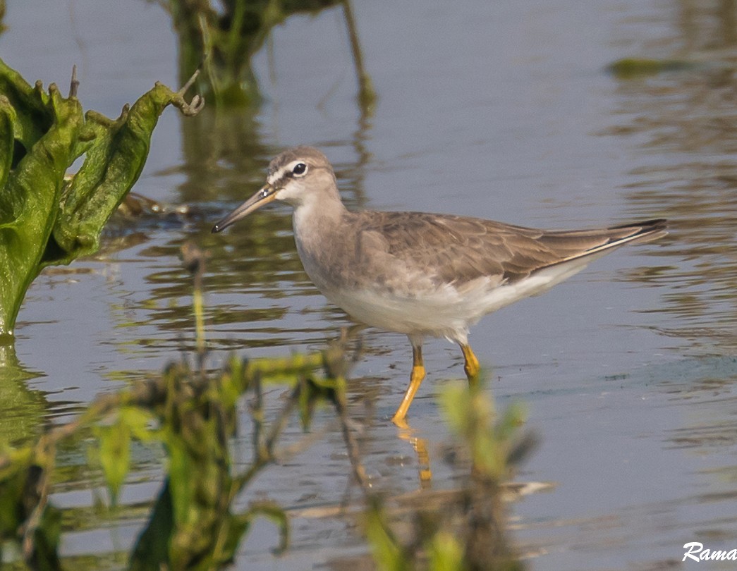 Gray-tailed Tattler - ML290386921