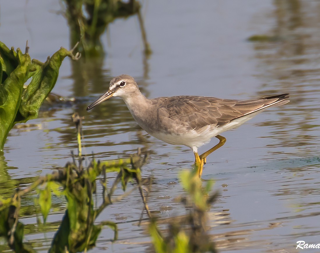 Gray-tailed Tattler - Rama Neelamegam