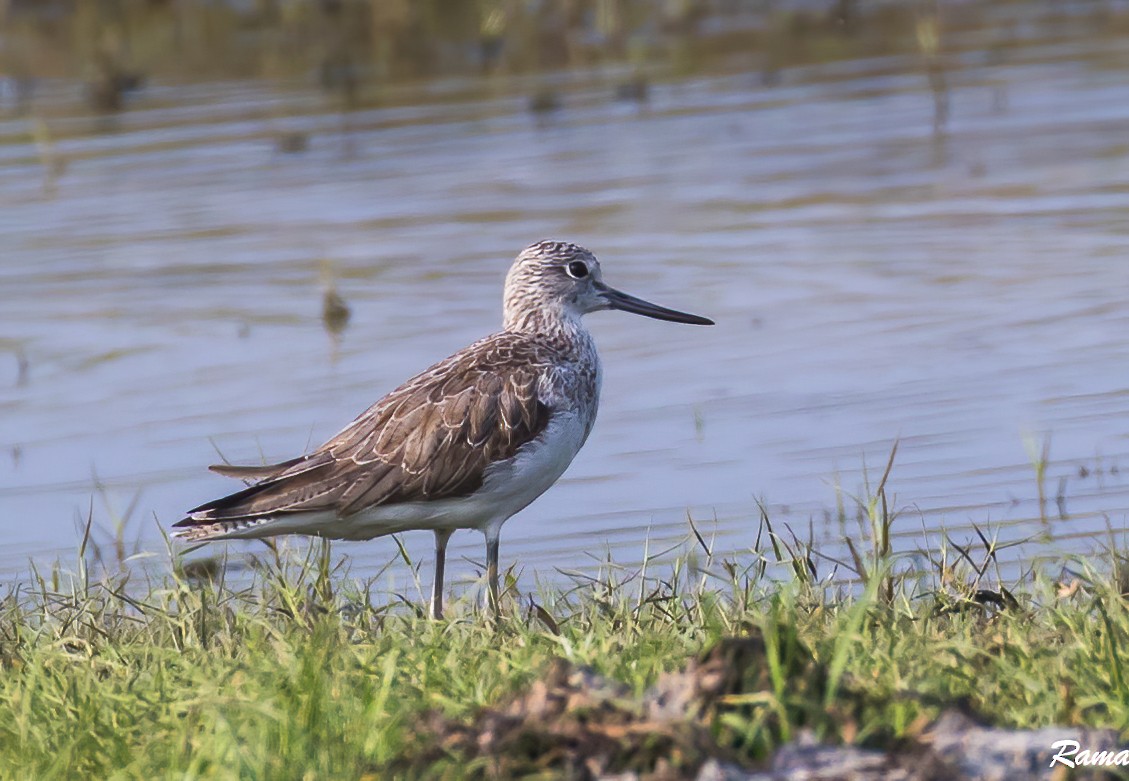 Common Greenshank - ML290387021