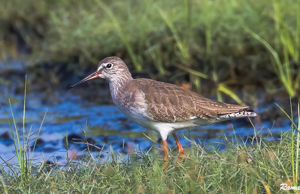 Common Redshank - ML290387081