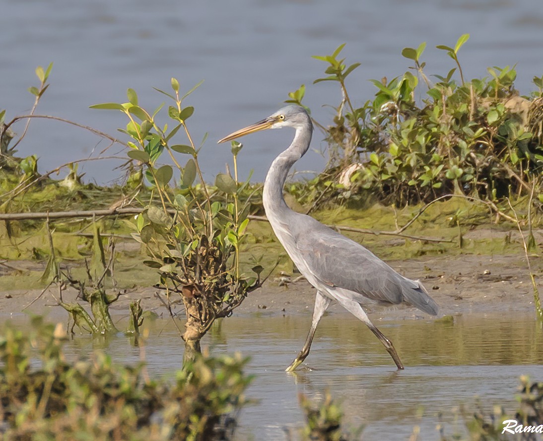 Western Reef-Heron - ML290387181