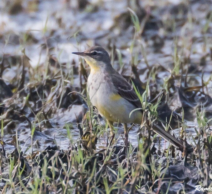 Eastern Yellow Wagtail - ML290387261