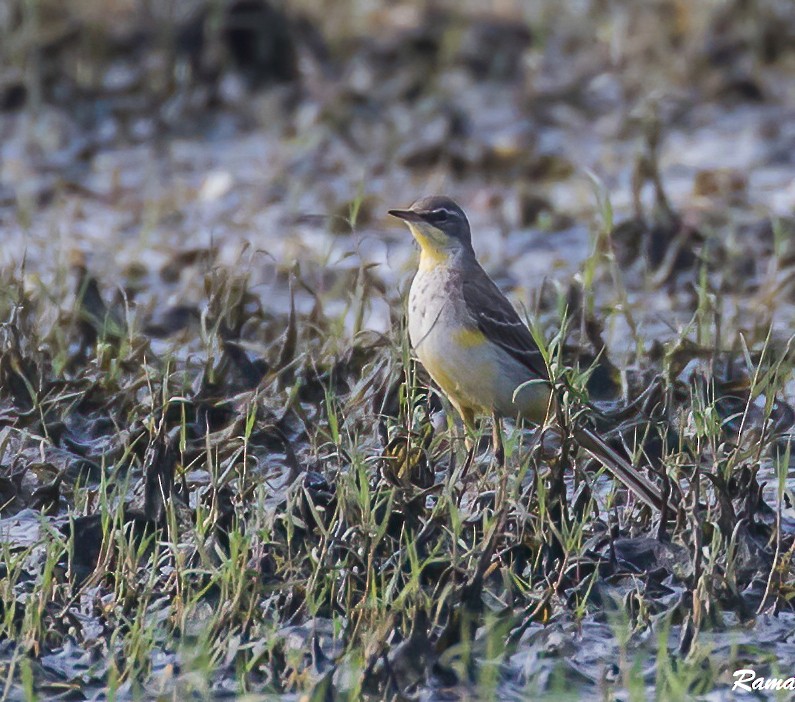 Eastern Yellow Wagtail - ML290387281