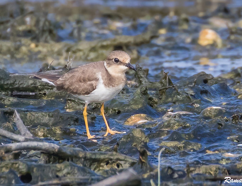 Little Ringed Plover - ML290388281