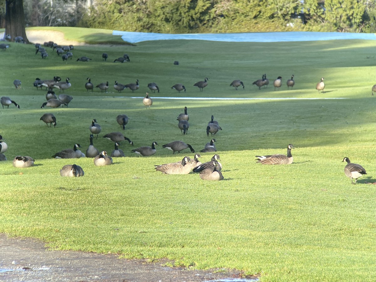 Canada Goose - Ken Wright