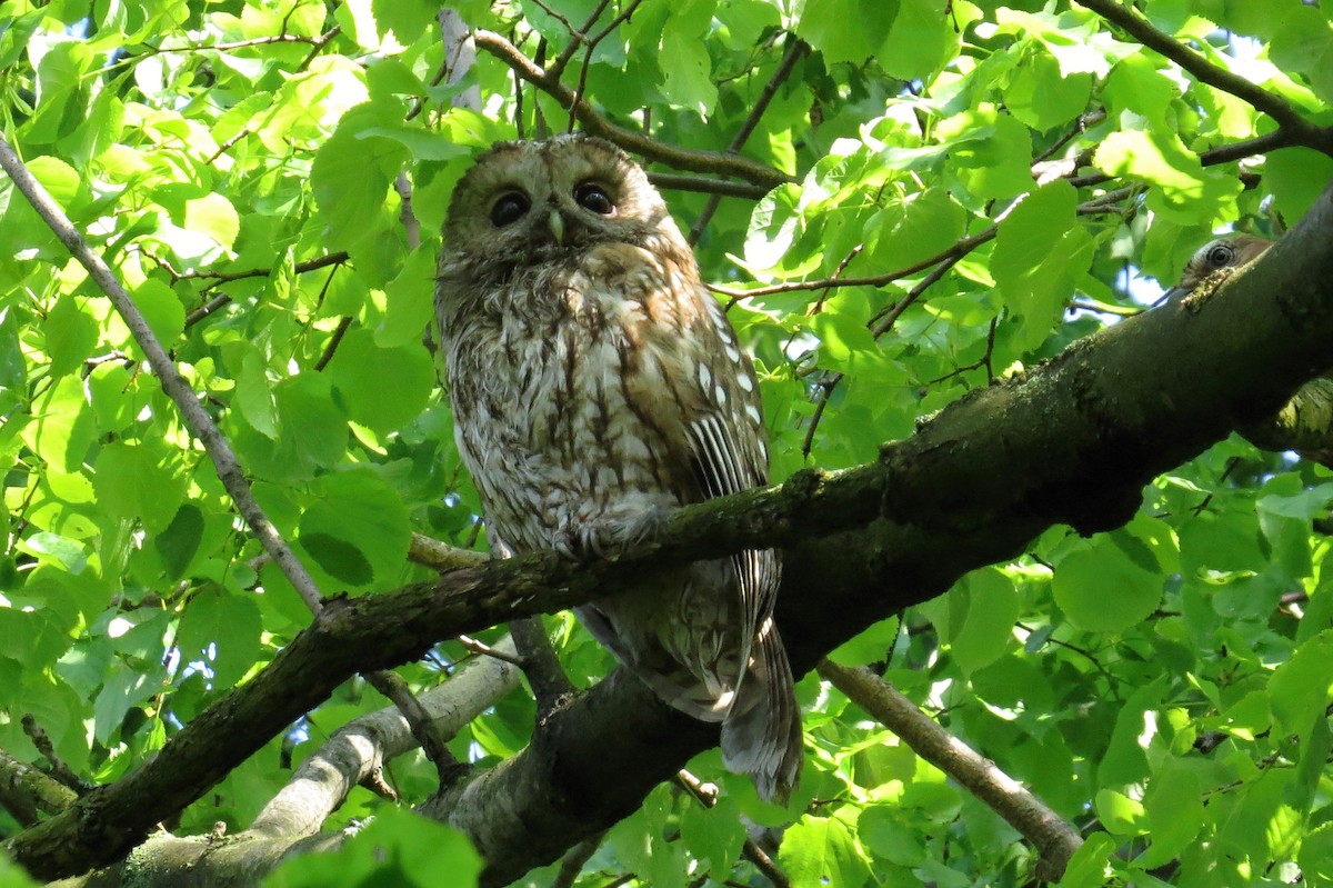 Tawny Owl - ML290392541