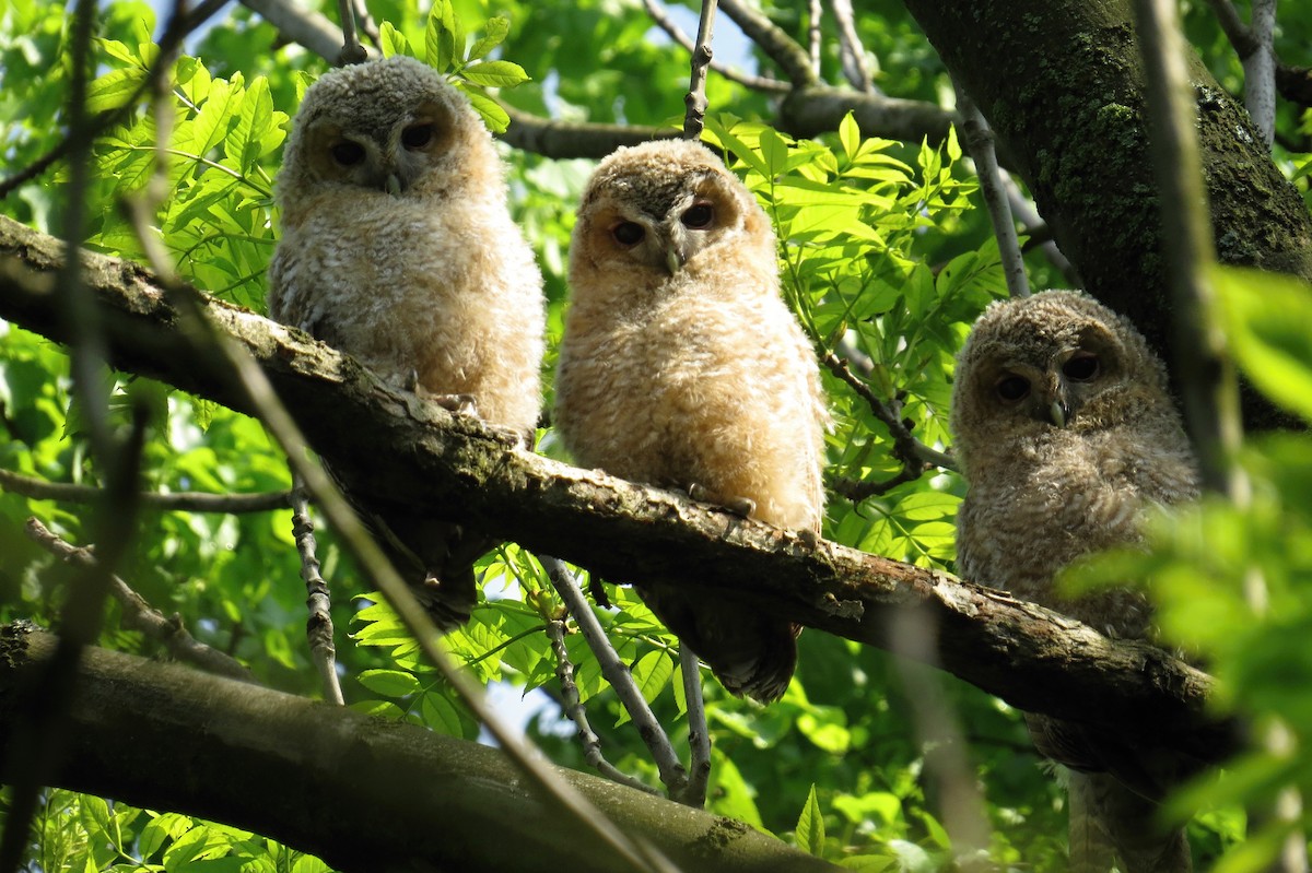 Tawny Owl - ML290392591