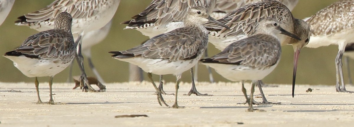 Great Knot - Rahul  Singh