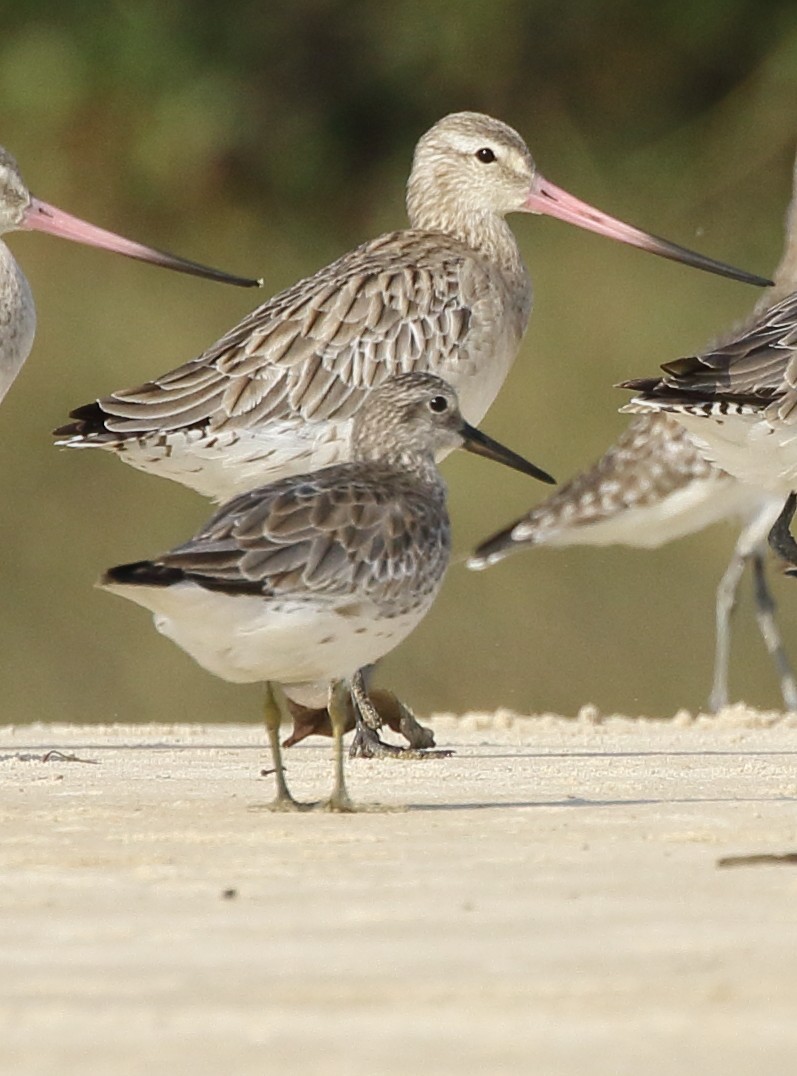 Great Knot - Rahul  Singh