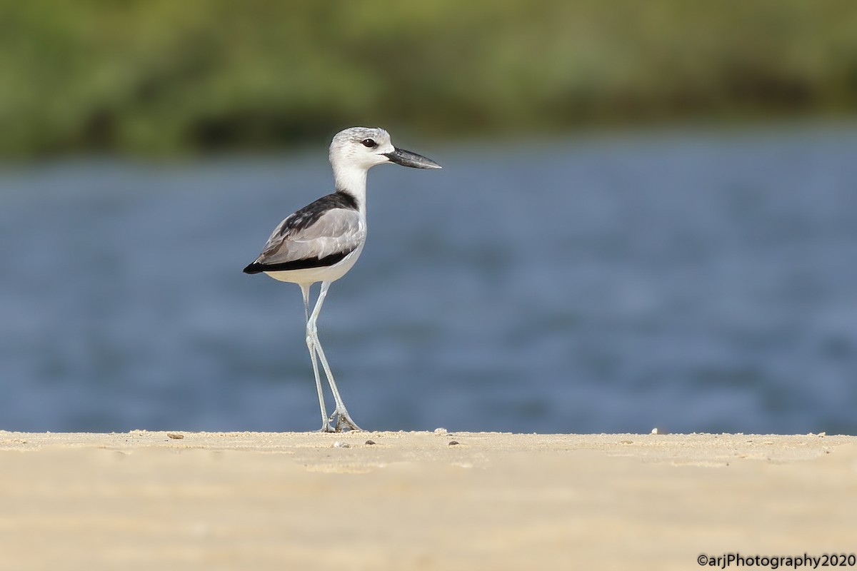 Crab-Plover - Rahul  Singh