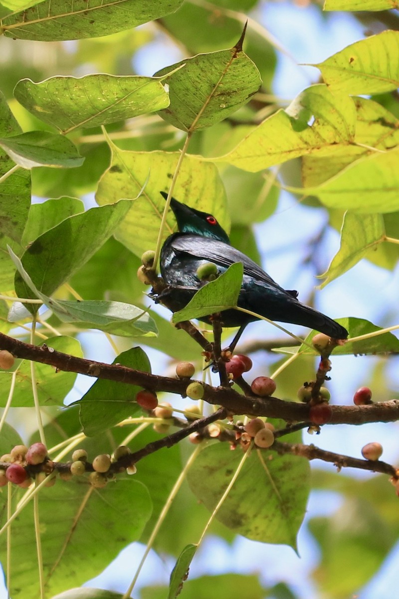 Asian Glossy Starling - ML290394201