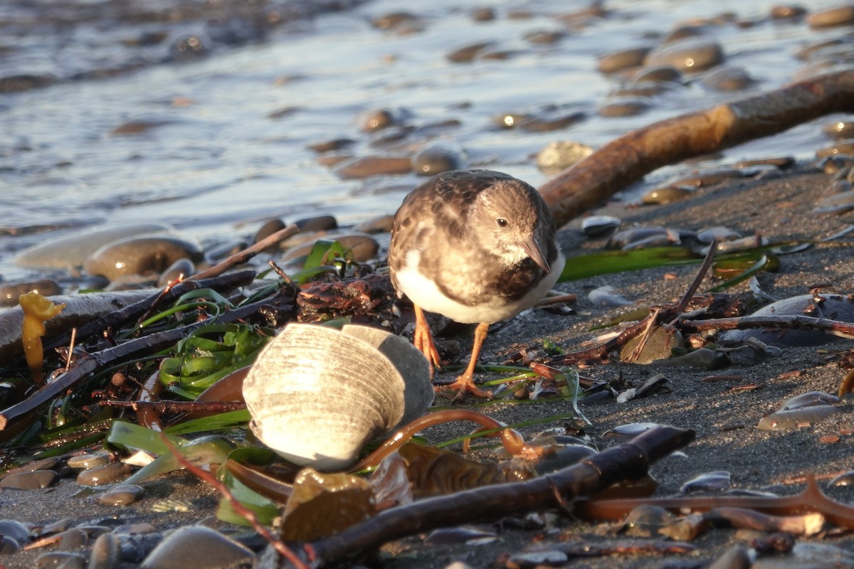 Ruddy Turnstone - Lindsey Schromen-Wawrin