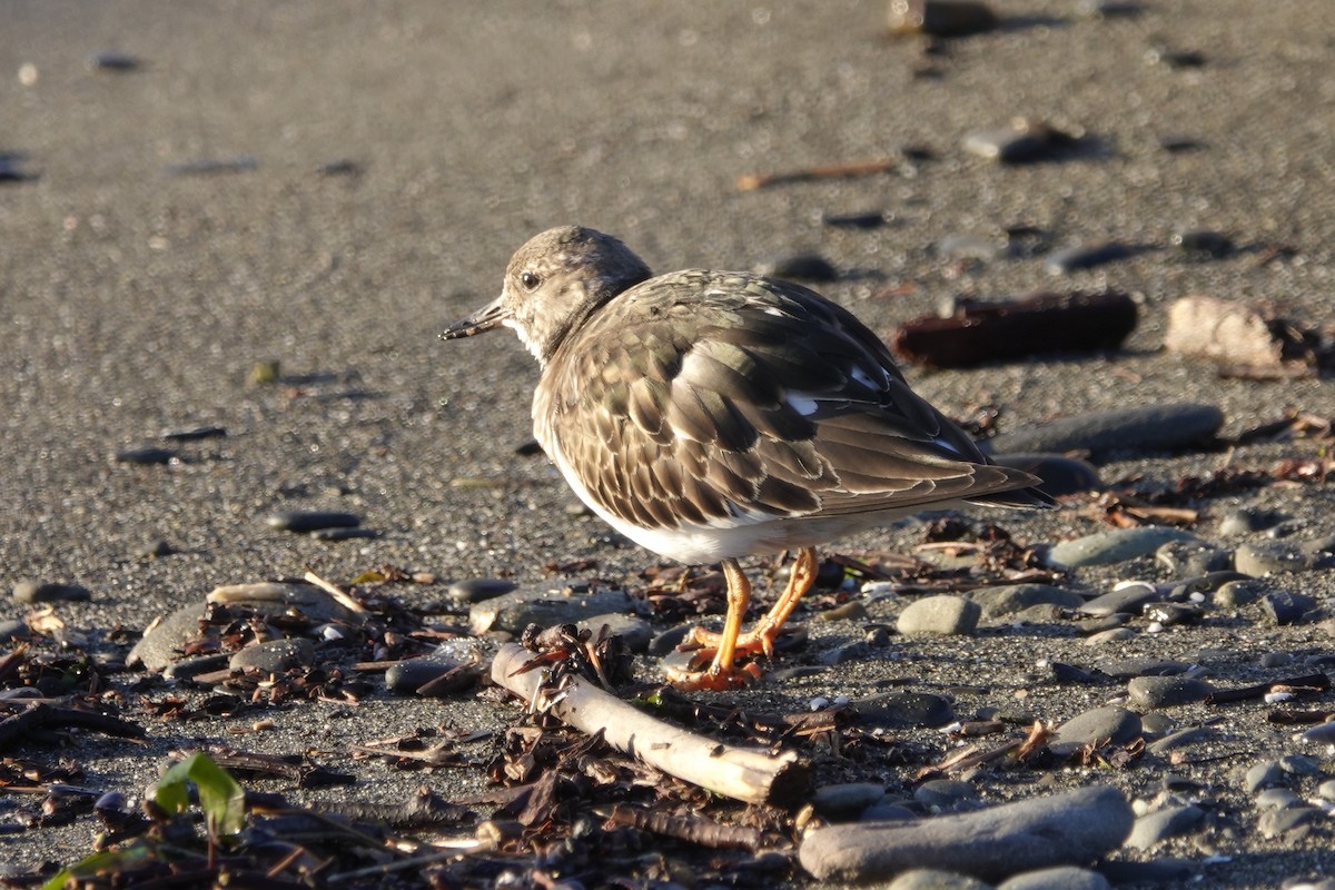 Ruddy Turnstone - Lindsey Schromen-Wawrin