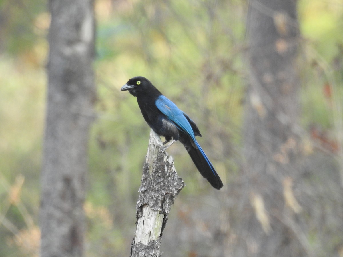 Bushy-crested Jay - Romel Romero