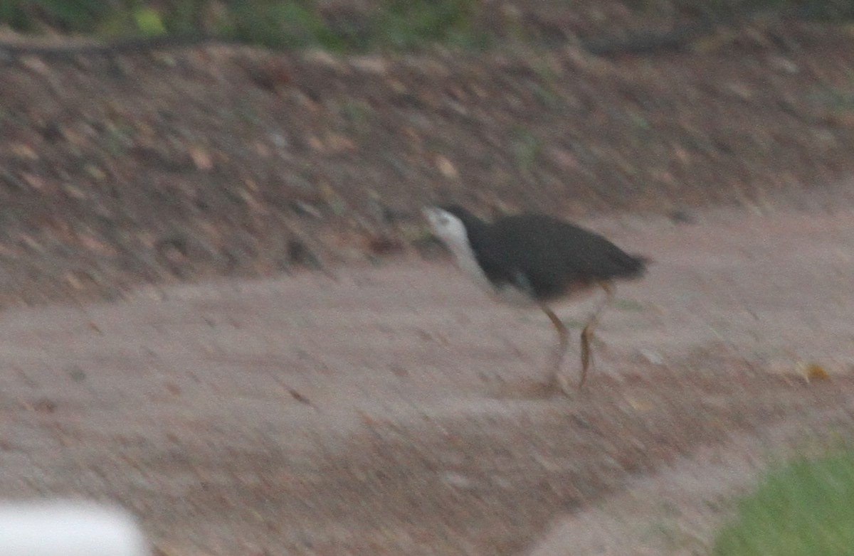 White-breasted Waterhen - ML290397541