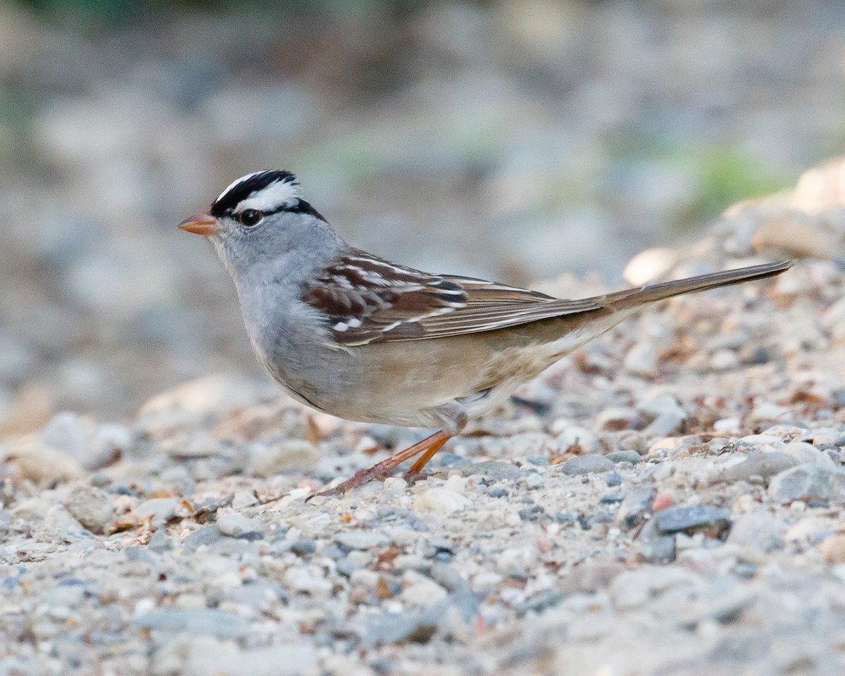 White-crowned Sparrow - Jeff Stacey