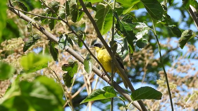 Southern Yellowthroat - ML290398471