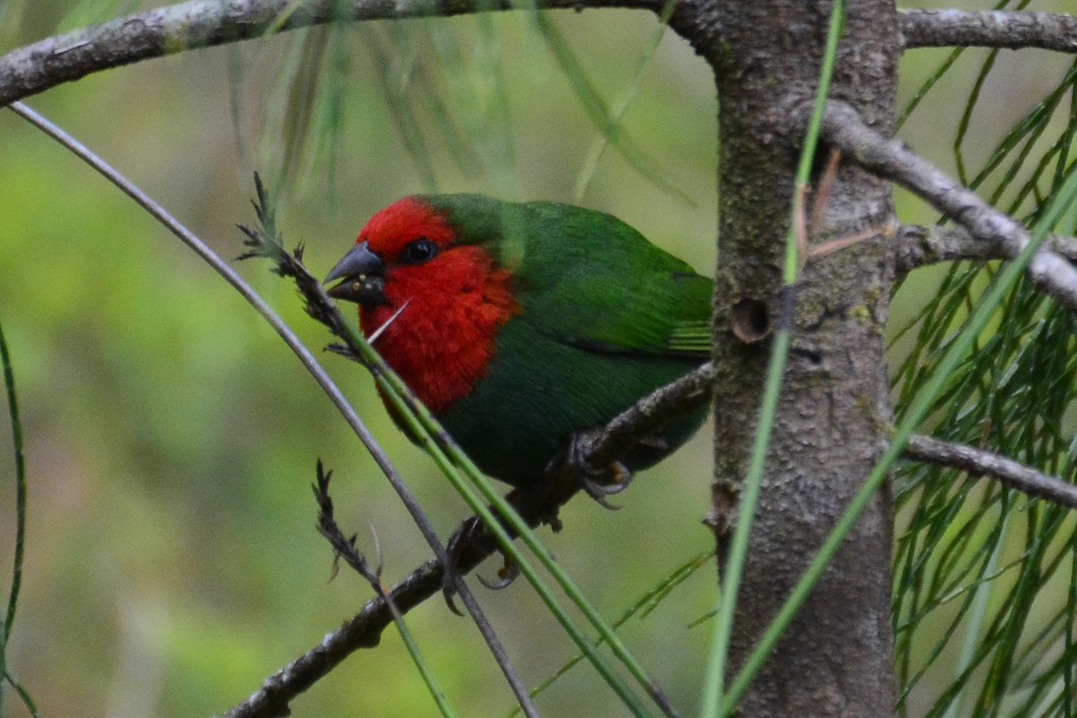 Red-throated Parrotfinch - Gerd Schön