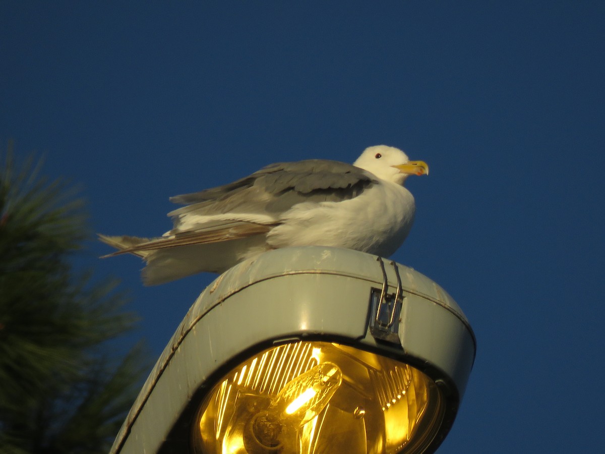 Glaucous-winged Gull - ML290400981