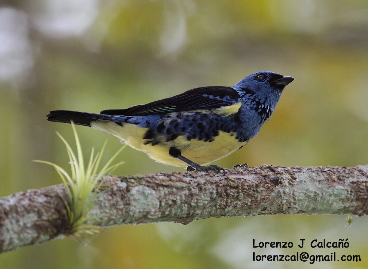 Turquoise Tanager - Lorenzo Calcaño