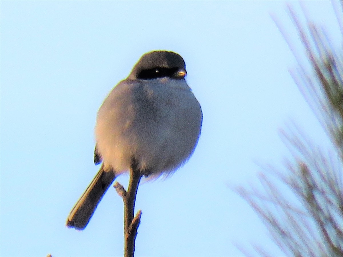 Loggerhead Shrike - ML290401191