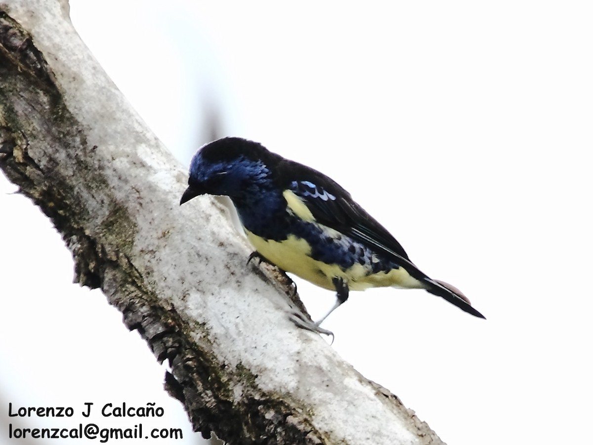 Turquoise Tanager - Lorenzo Calcaño