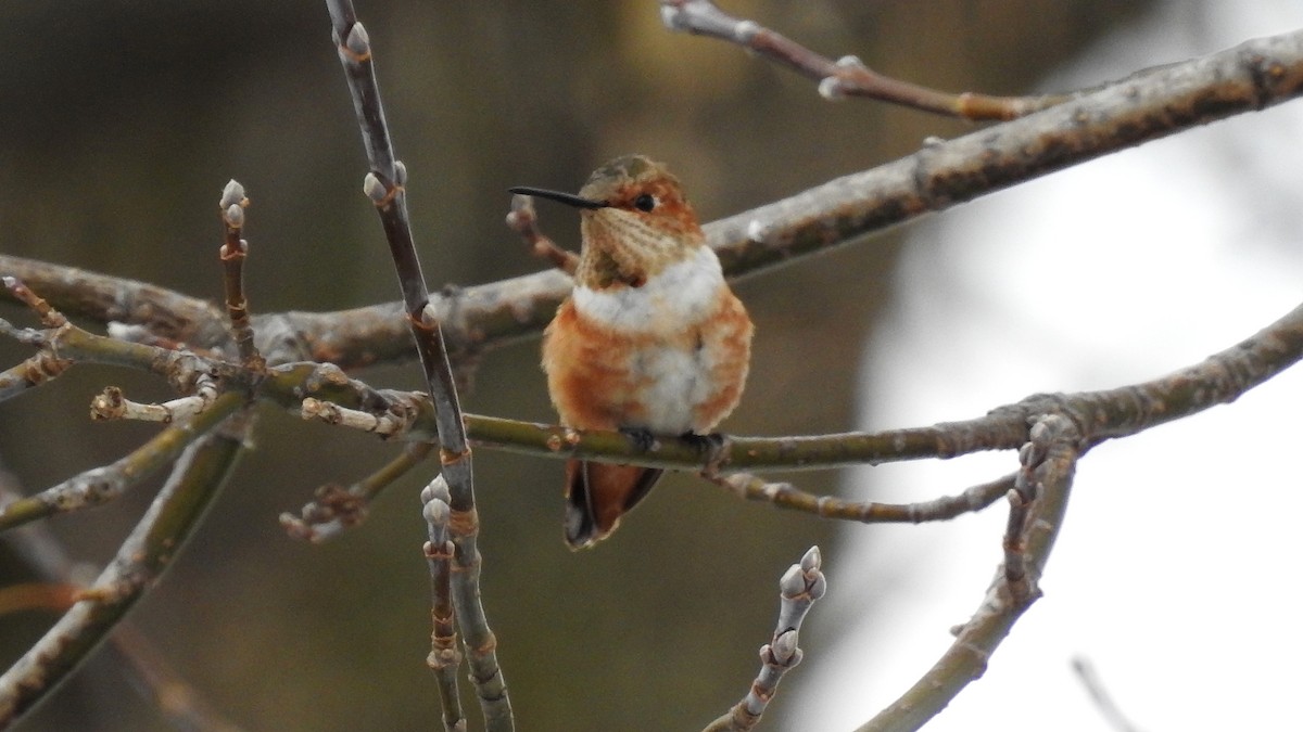 Colibrí de Allen - ML290401821