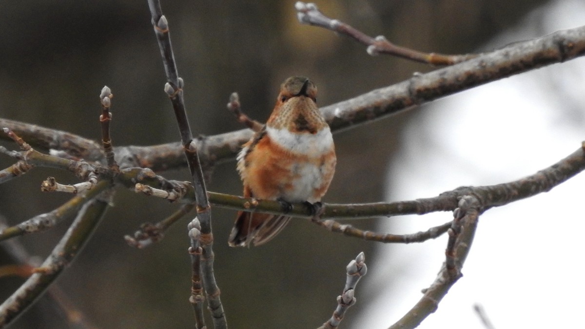 Allen's Hummingbird - ML290401851