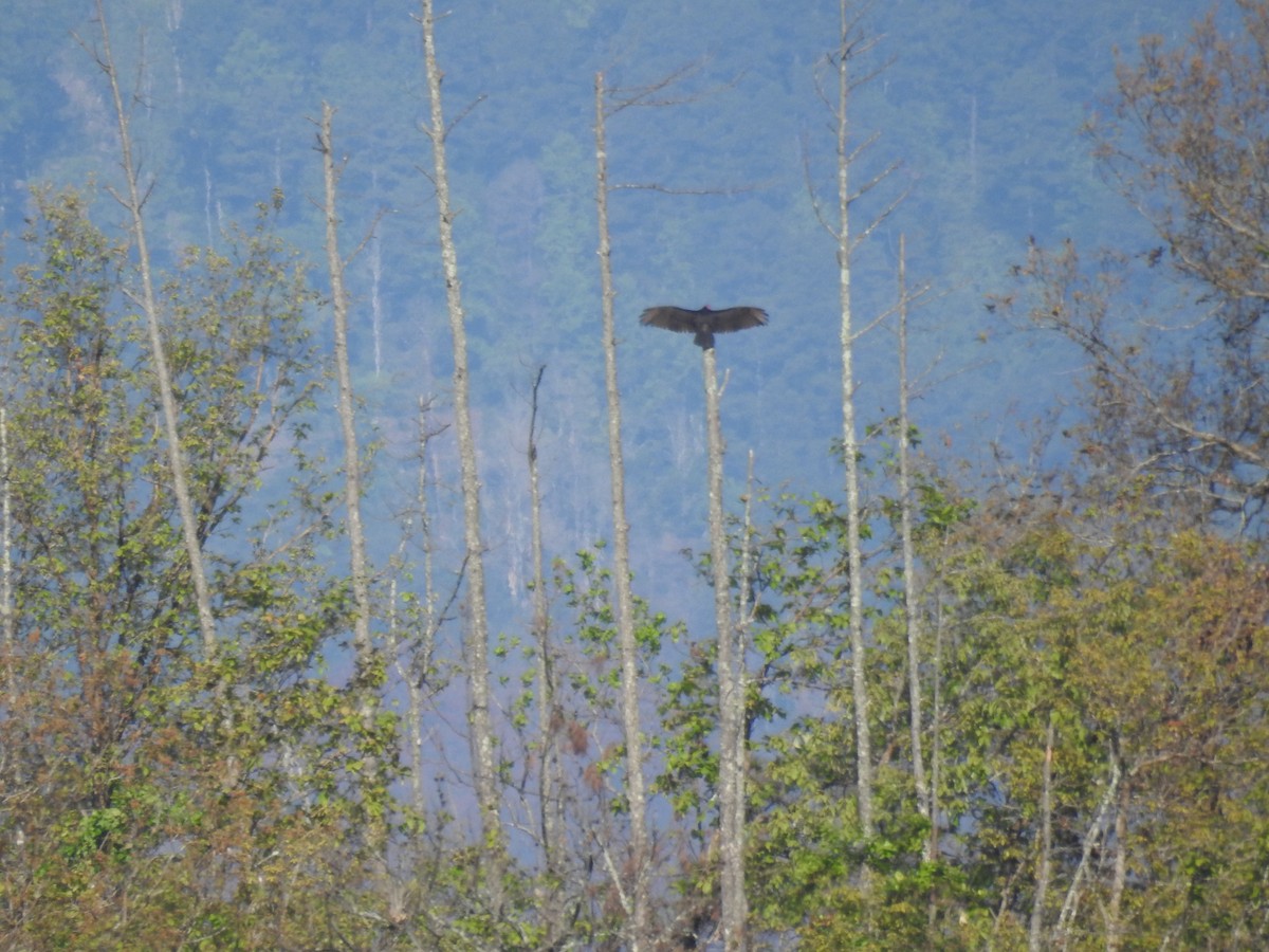 Turkey Vulture - ML29040351