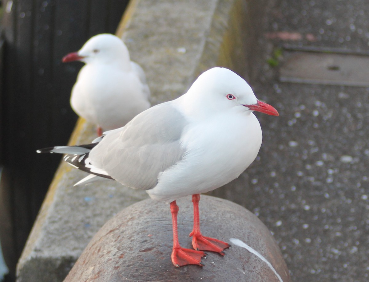 Silver Gull - ML290404071